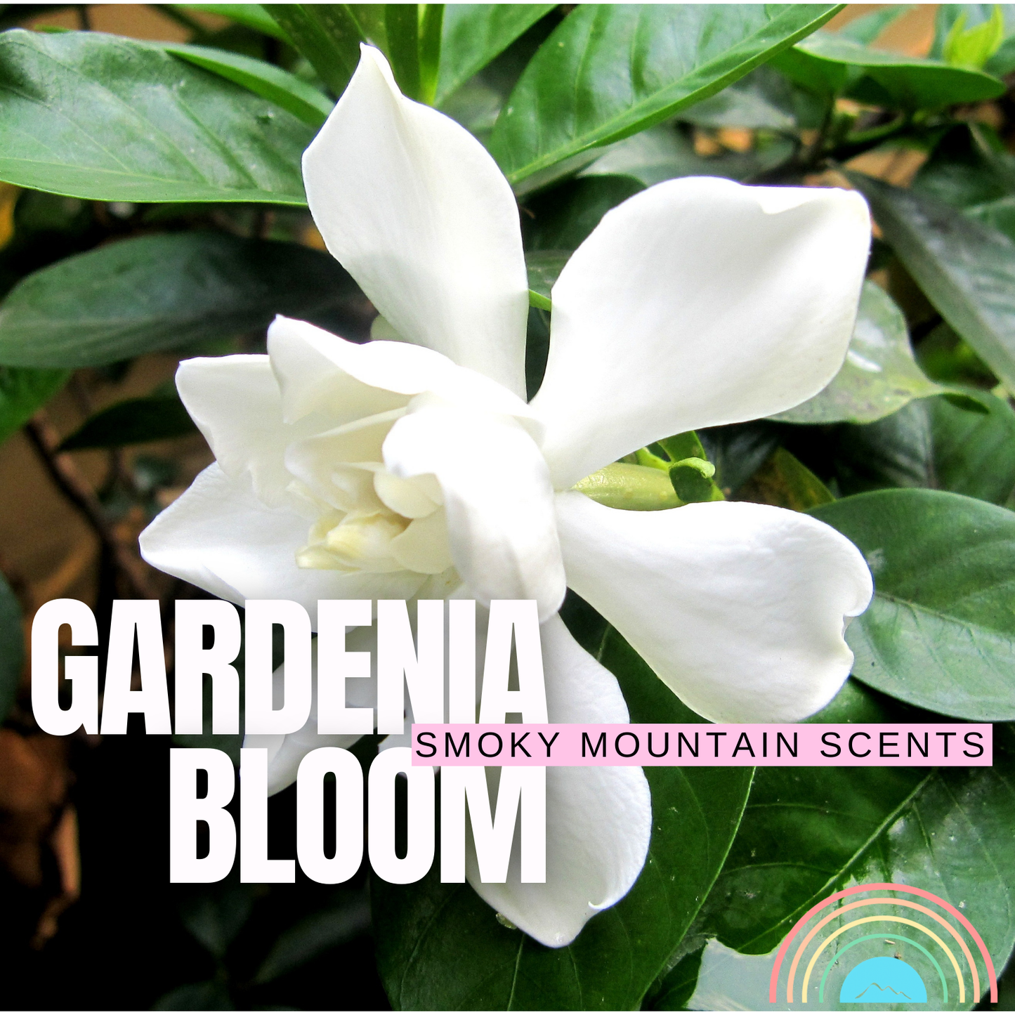 Gardenia Bloom Eau De Parfum by Smoky Mountain Scents